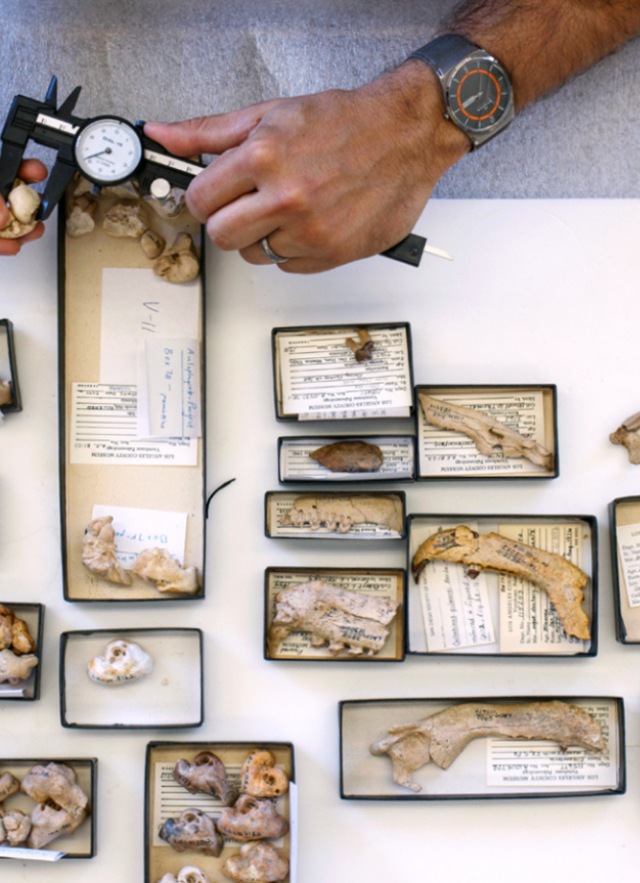 Studying Fossils