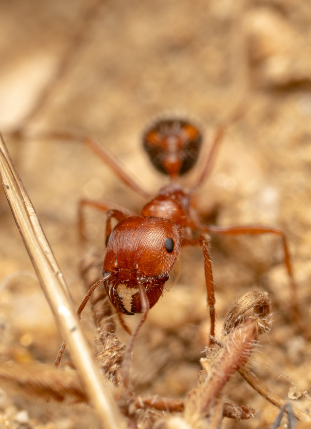 California Harvester Ant Pogonomyrmex californicus iNaturalist glmory