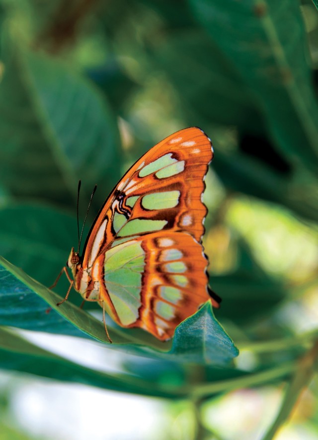 Malachite butterfly inside NHM's Butterfly Pavilion