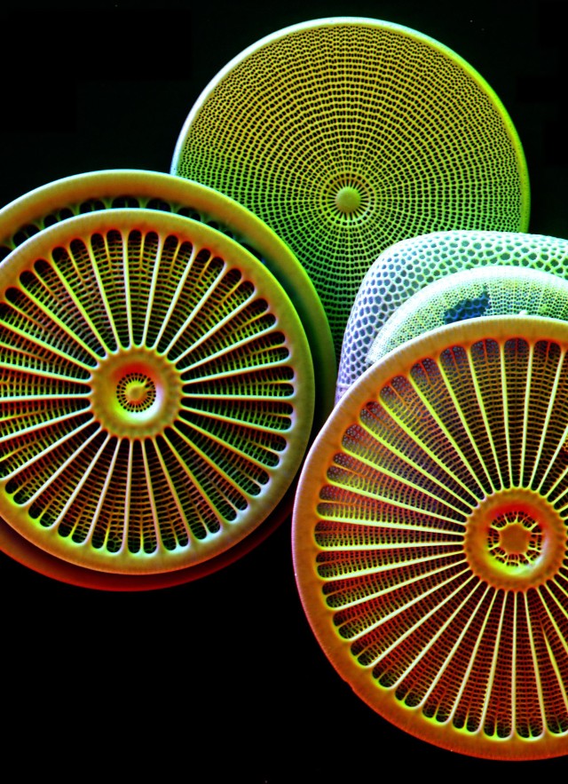 SEM Diatoms