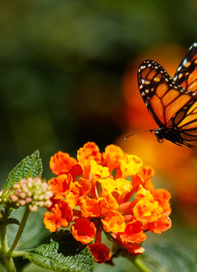 The Right Milkweeds For Helping Monarchs | Natural History Museum