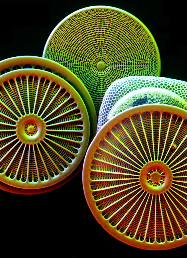 SEM Diatoms