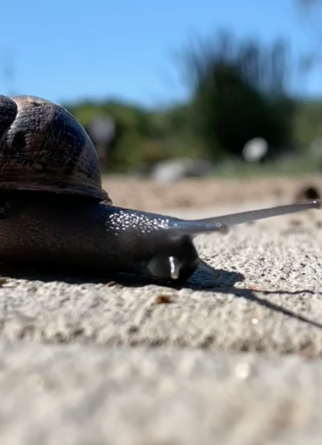 Loping Snail Screenshot