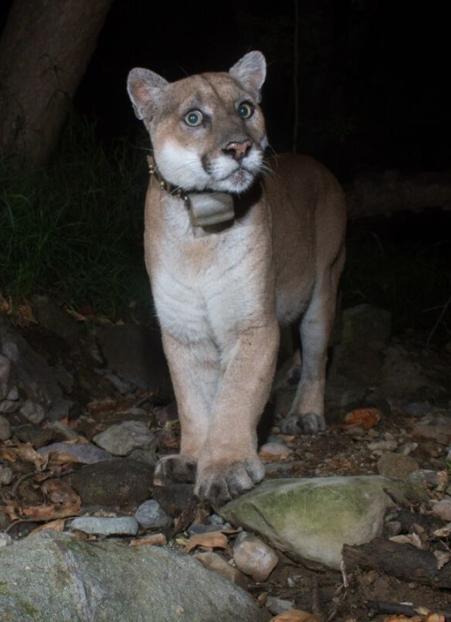 California Fish and Game Commission Grants Mountain Lions