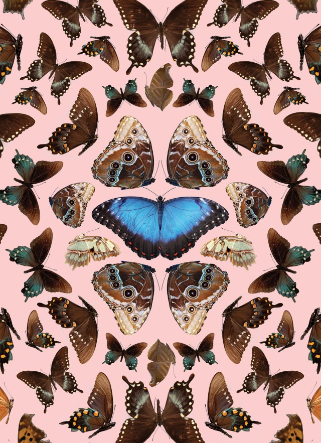 Butterflies photographed from above on a pink background
