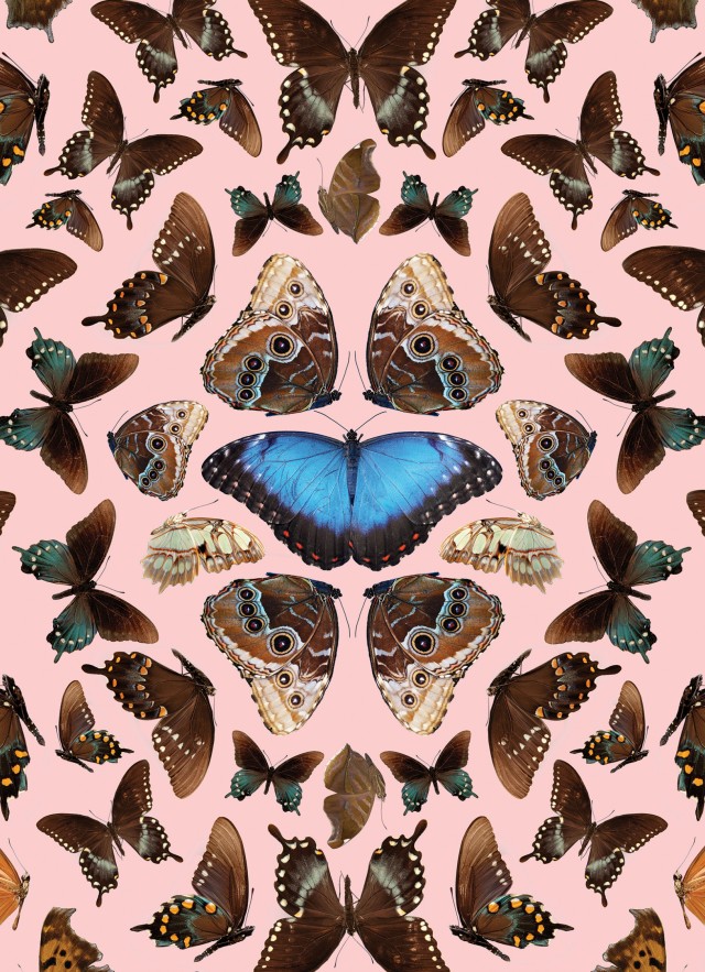 Butterfly Pavilion | Natural History Museum Butterfly Pavilion | Natural History Museum