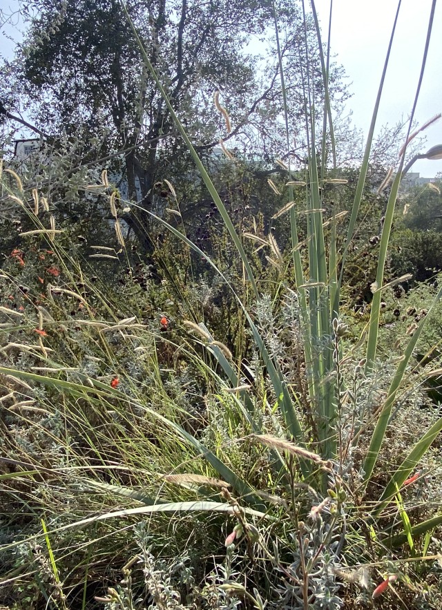 NHM Nature Gardens Fushcia and Blue Gamma Grass
