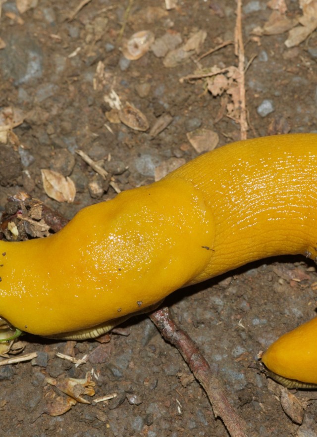 best_slug_photo snailblitz 2020 banana slug on the ground