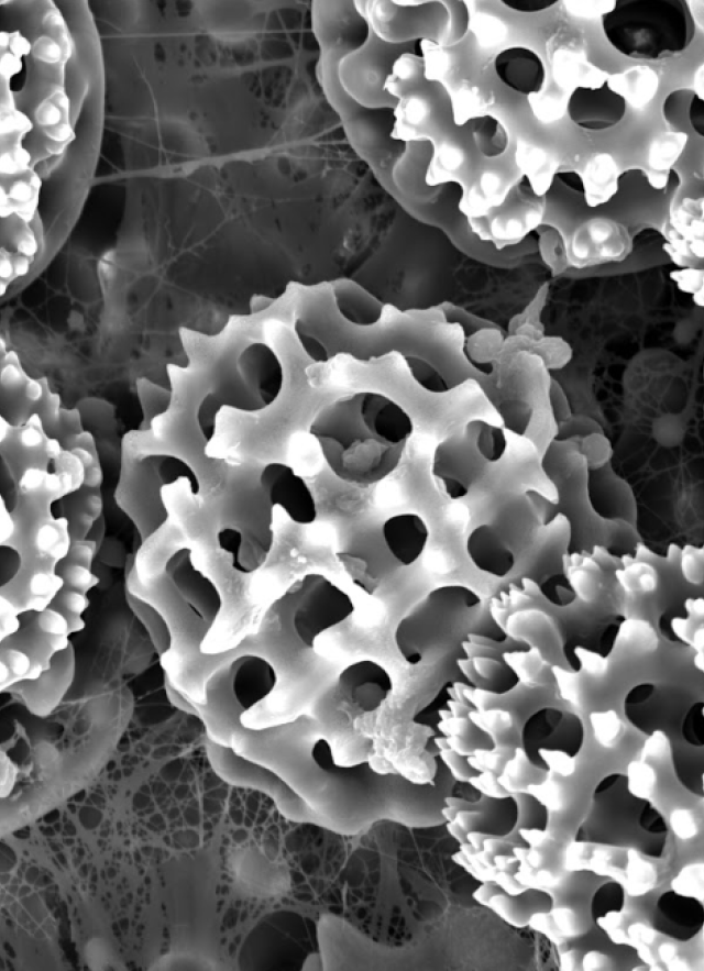A black and white SEM image with honeycomb-like structures
