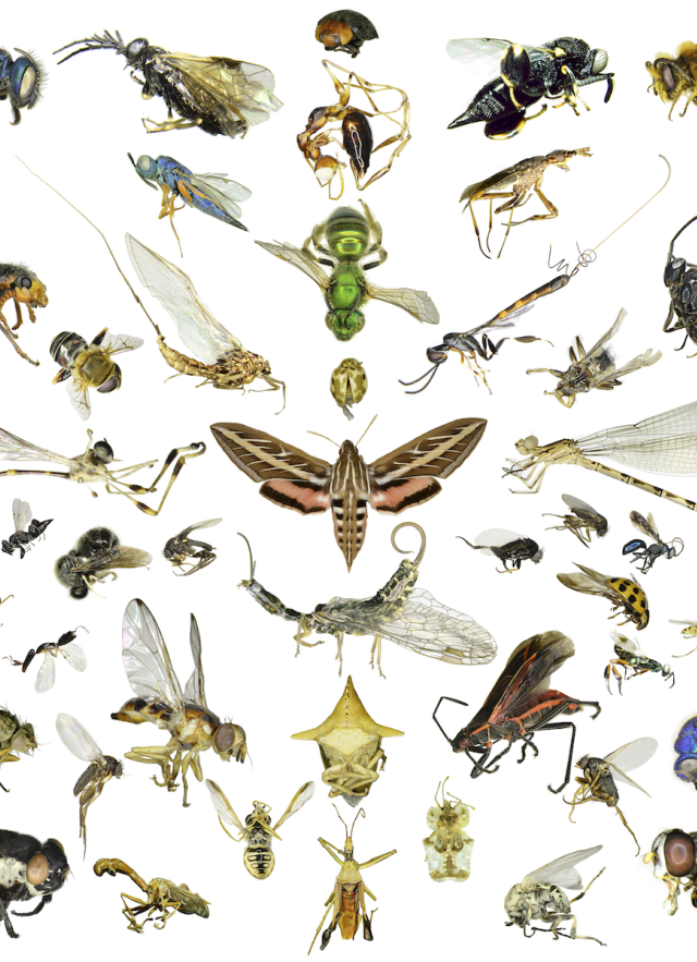 Native CA insects arranged into a mandala