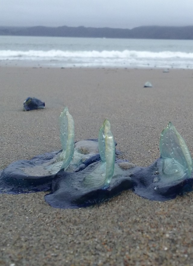 Mystery Blob-like Creature of 'Blue Goo' On Ocean Floor Baffles Scientists