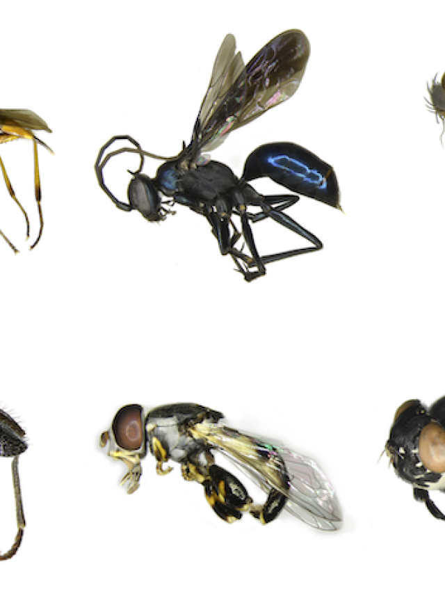 A collage of native CA insects