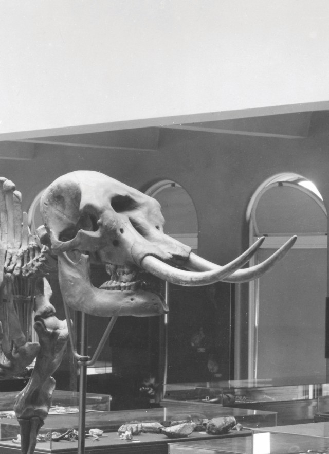 black and white image of mammal hall from old museum NHM