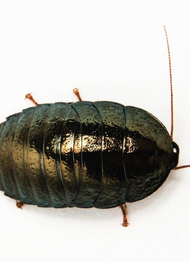 An emerald cockroach with a shiny green exterior photographed from above on a white background