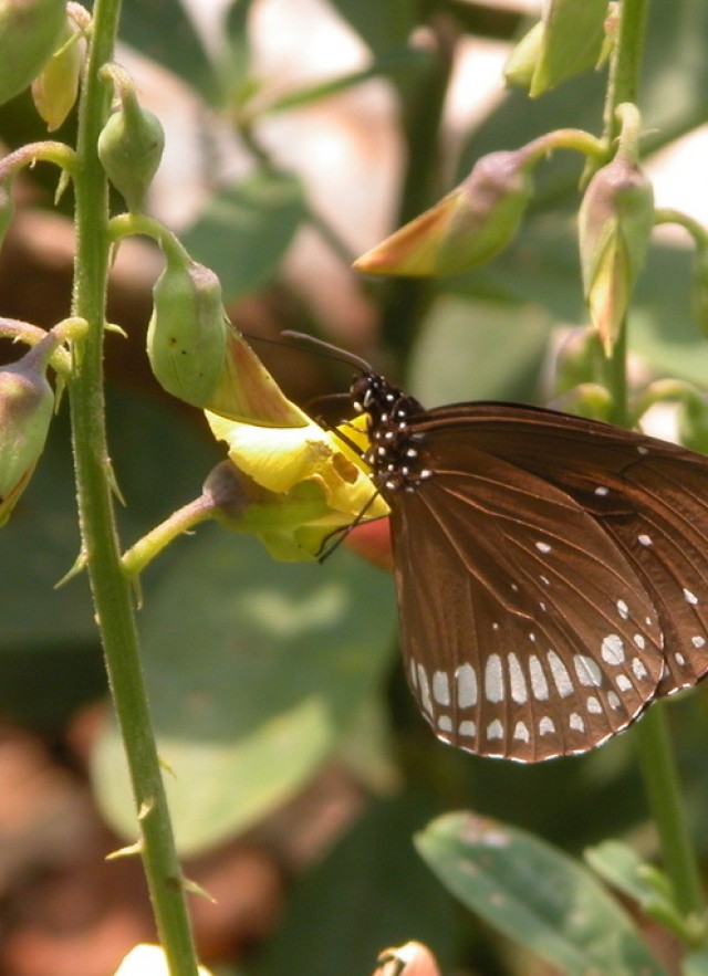 Indian common crow butterfly observation from iNaturalist