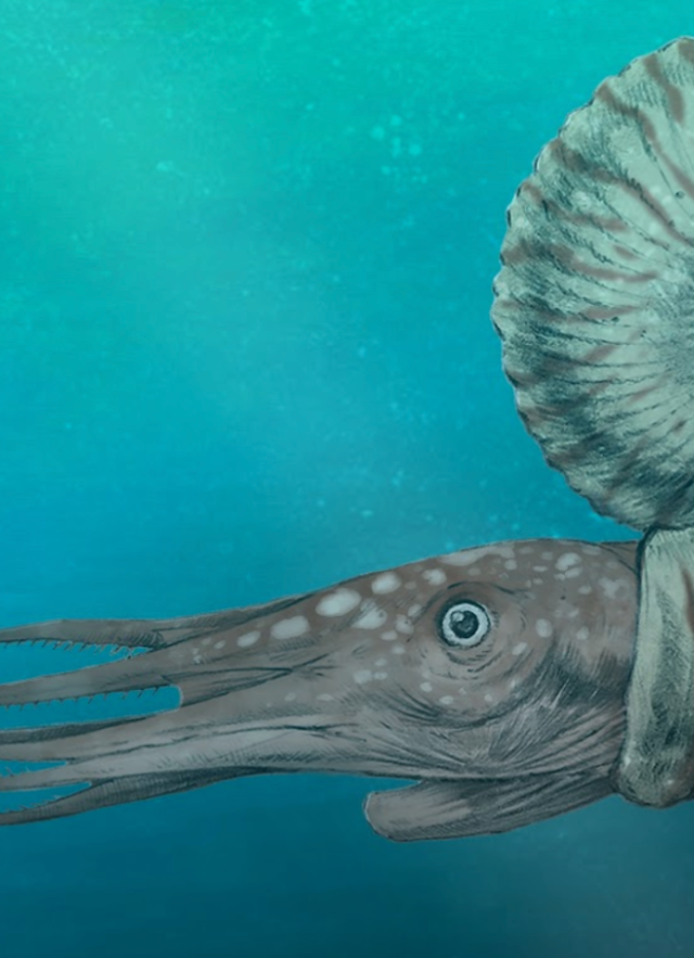 A paleoart rendition of Eupachydiscus sp. by Cullen Townsend.