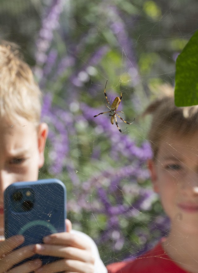 One child looking at a spider through a cell phone, standing next to another child