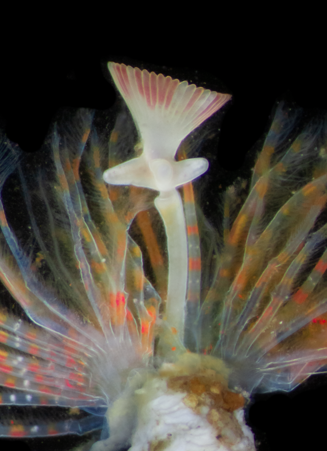  Crucigera websteri polychaete 