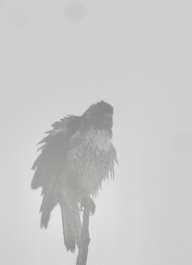 Red-tailed Hawk in Cedar Creek smoke - 2 cropped(