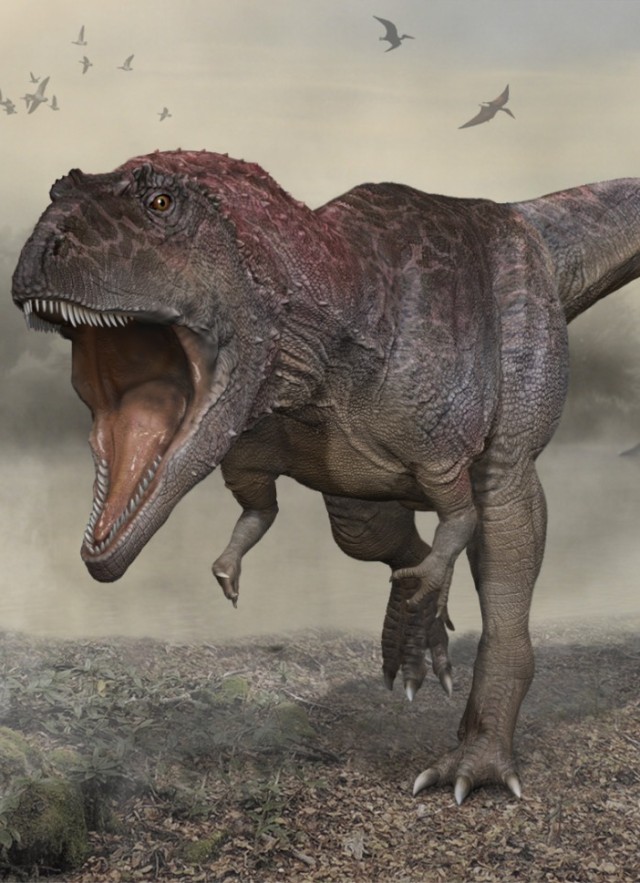 T. rex grew beefier than museum fossils suggest