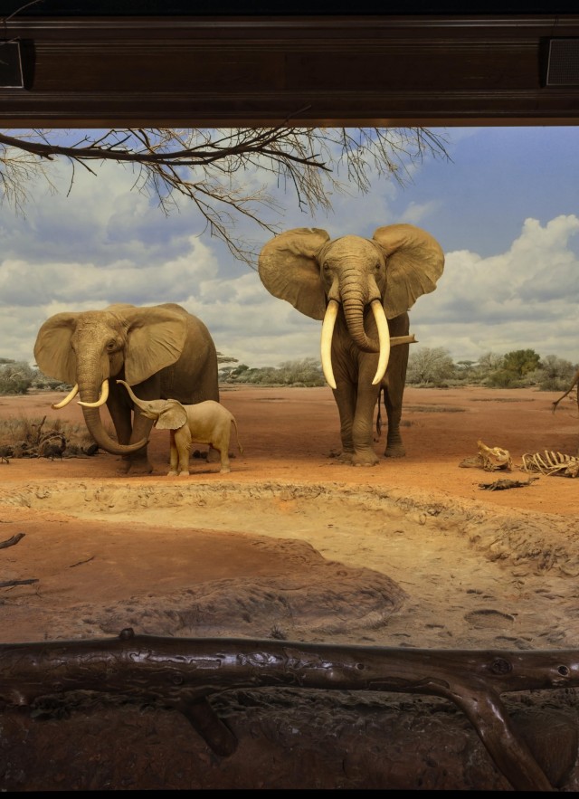 Image of Elephant Diorama at NHM