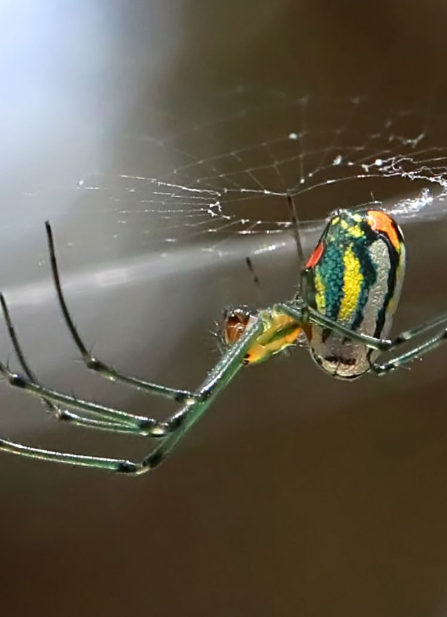 Spiders, Webs, and Birds - Buffalo Bill Center of the West