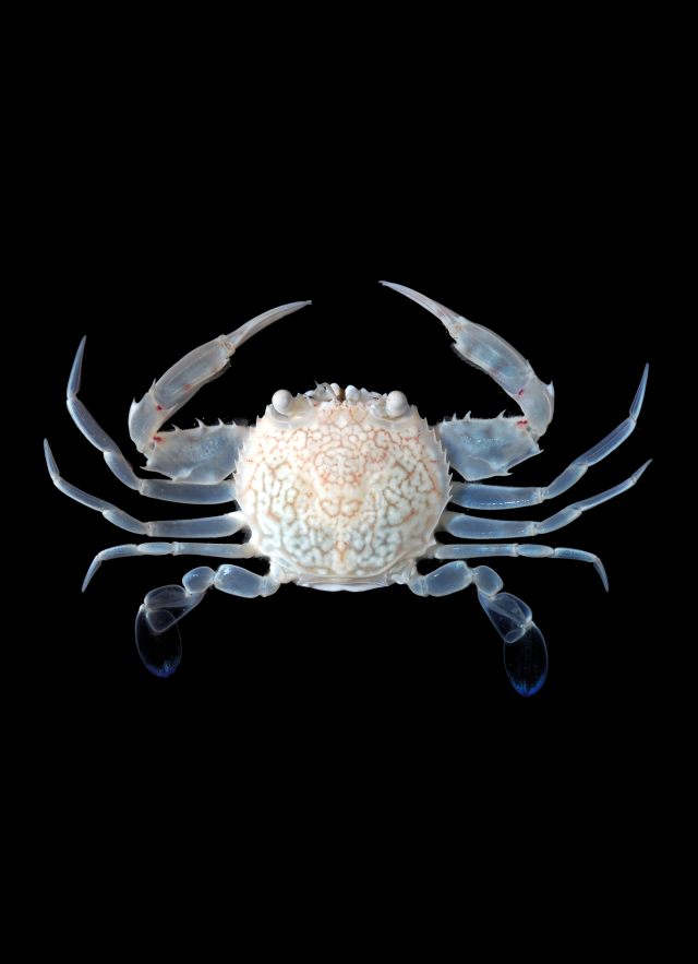A portunus crab on a black background