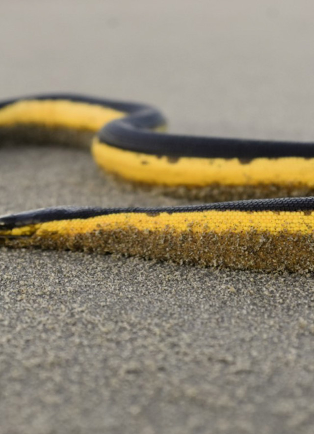Yellow-bellied sea snake 