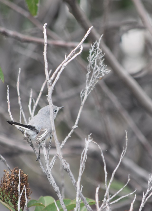 Blue-grey gnatcatcher on Laurel Sumac from the Irwindale burn area