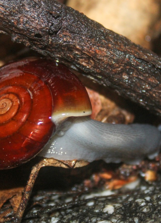 iNaturalist obseravation by Boaz Benaiah Solorio of a San Gabriel Chestnut Snail