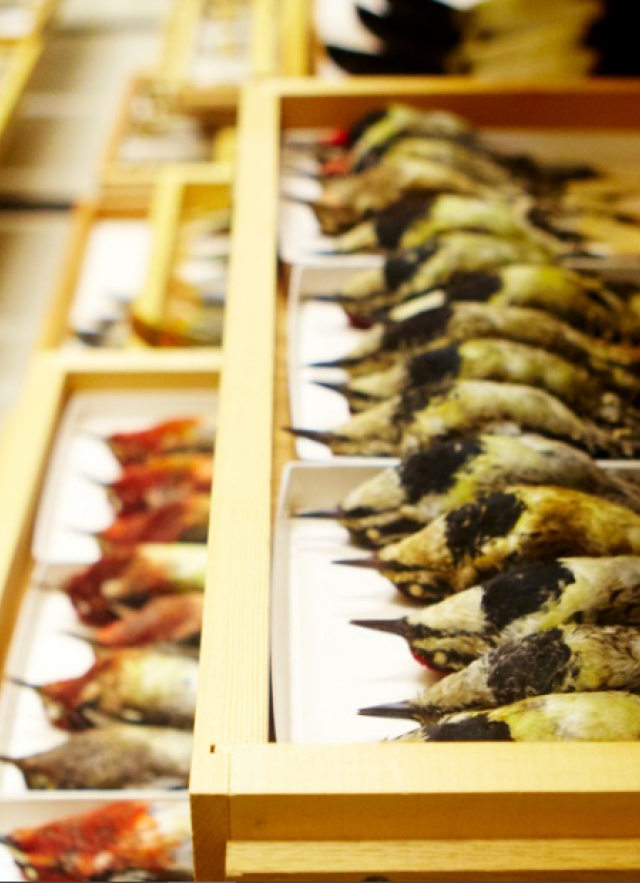 bird collections