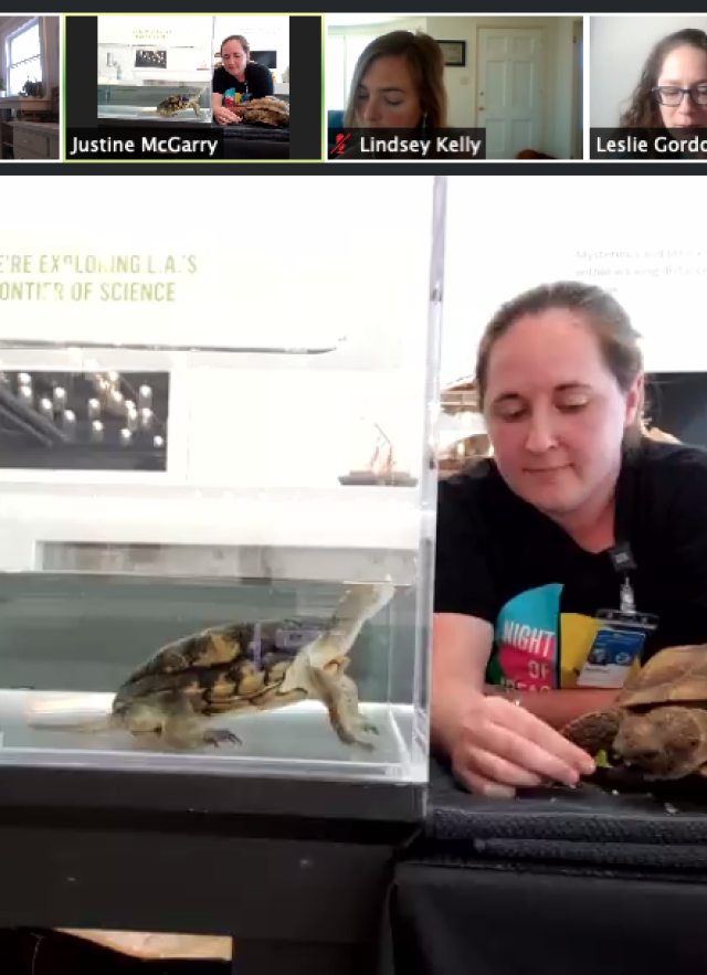 Living Collections Staff during live animal program with tortoise