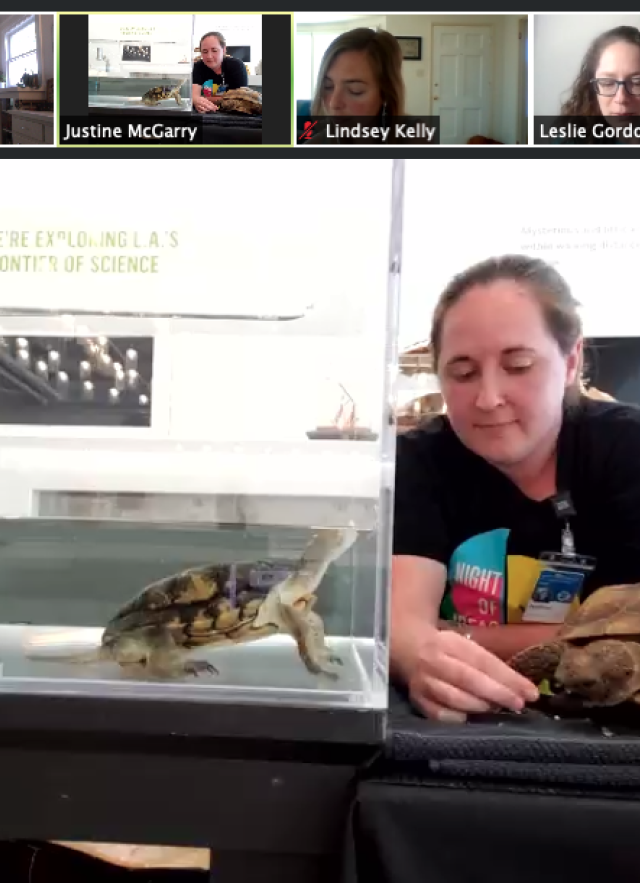 Live Animal Presentation with tortoise