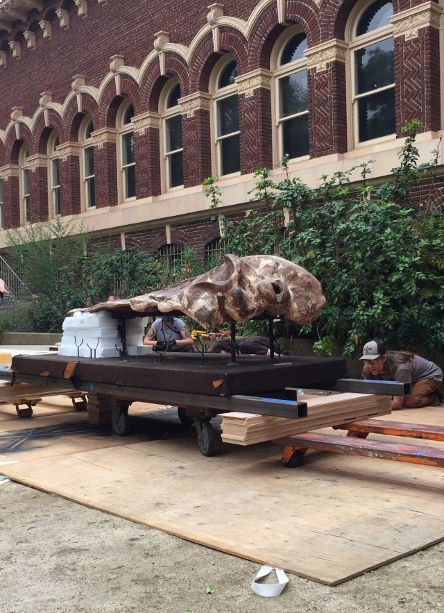 The Lincoln Heights Whale skull being moved by staff on pallets outside the Museum