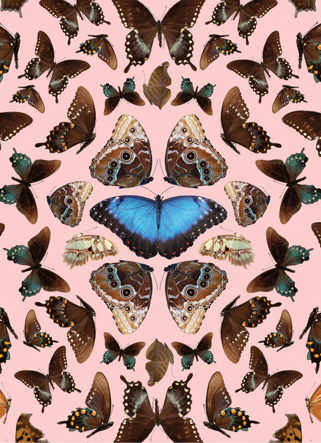 Butterflies photographed from above on a pink background