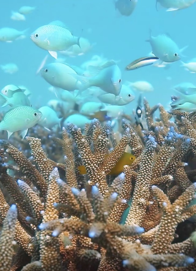 Tropical reef with fish swimming around it