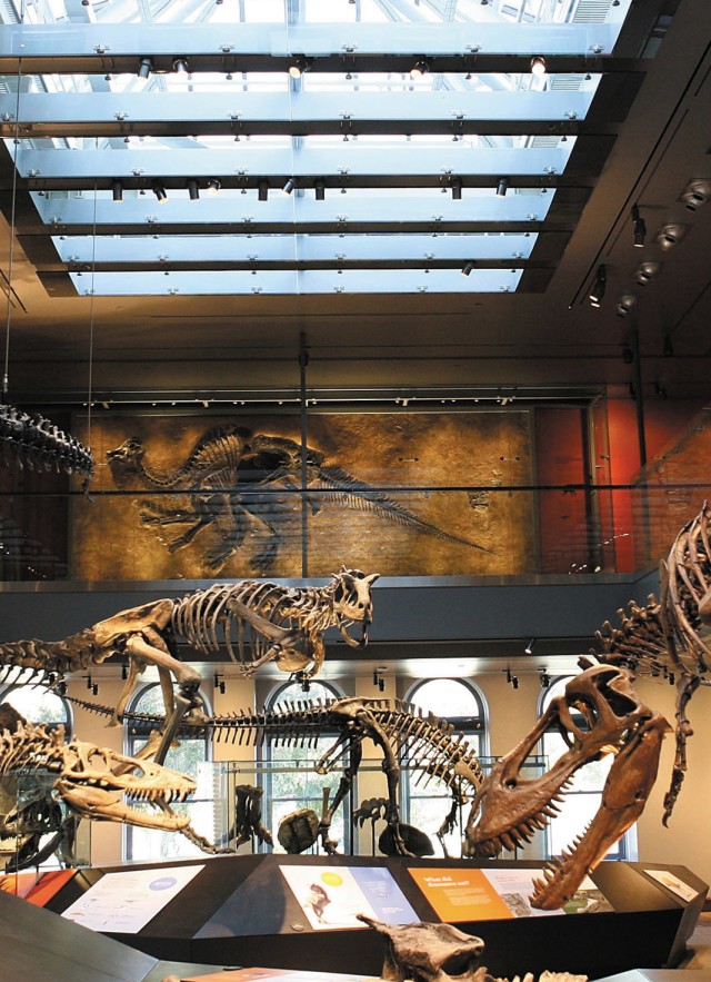 Three T-rex dinosaur skeletons in different sizes