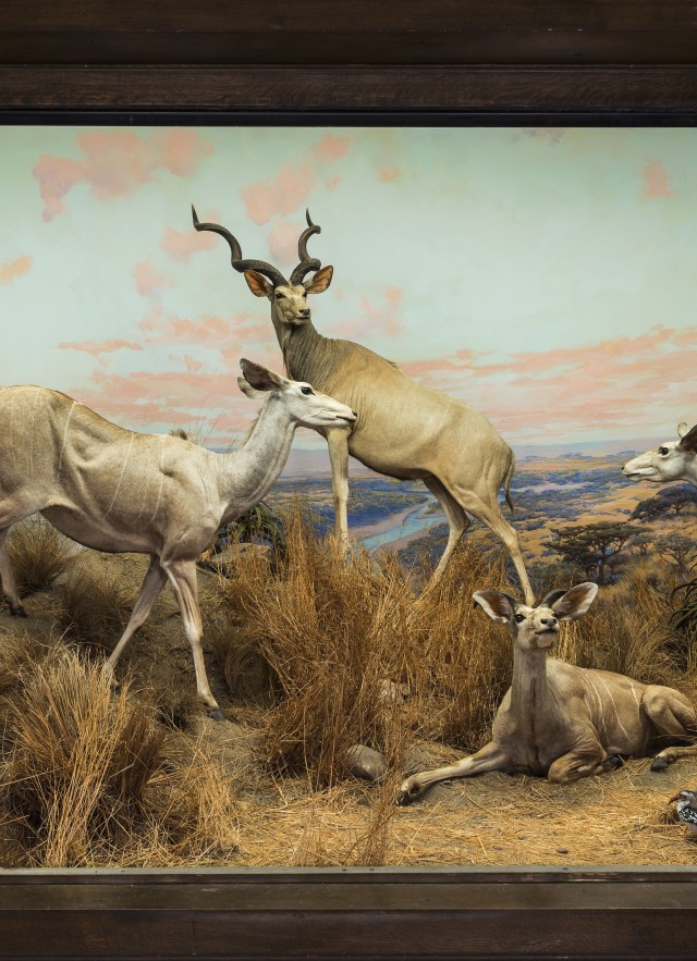 Kudus diorama from NHM&#039;s Diorama Halls