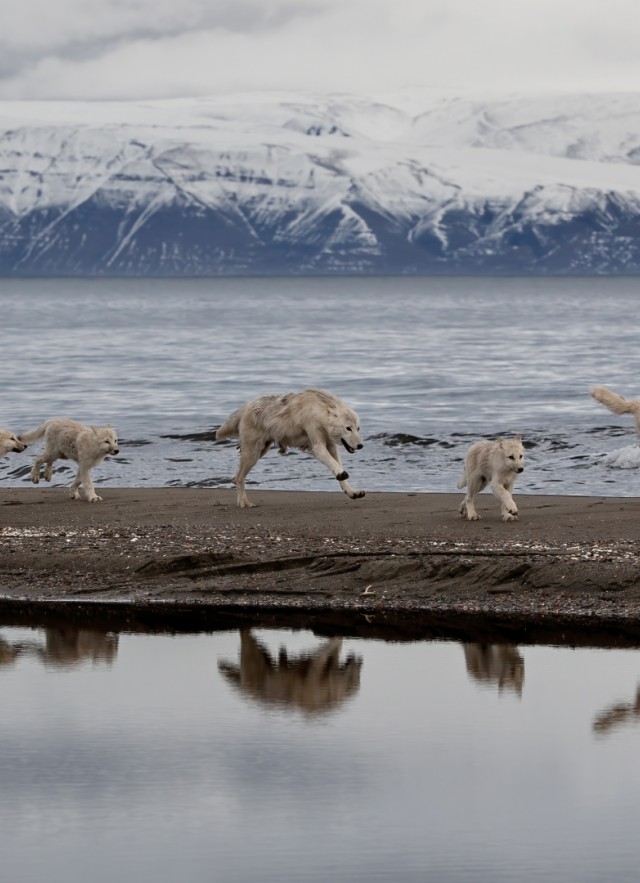 Wolves and wolf pups walking along a sand bar in the middle of water with mountains in the background
