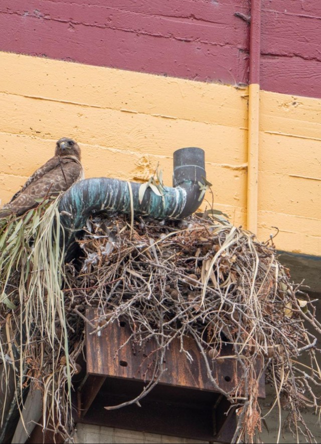 Red-tailed hawk perched next to a pipe on its nest