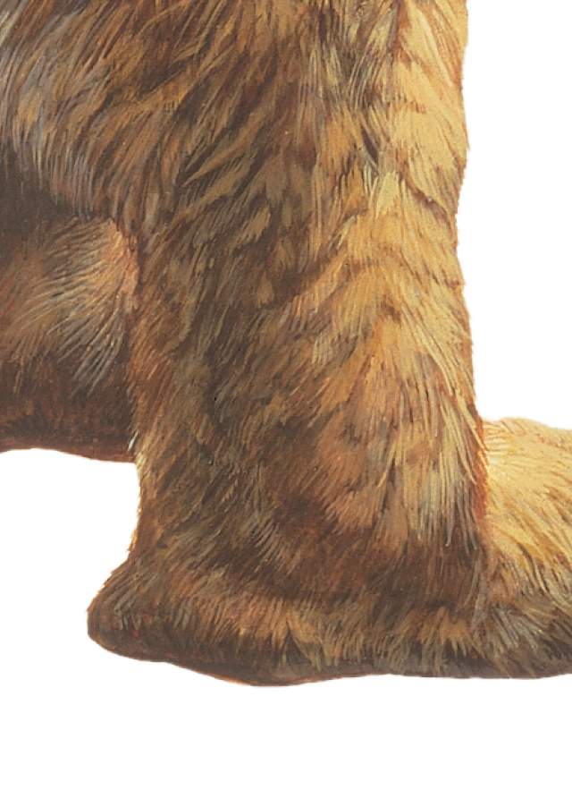 Feet and tail from Harlan&#039;s ground sloth illustration