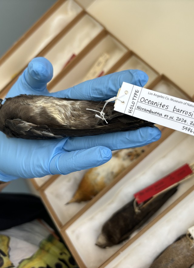 Close up of Andean Storm-petrel Tag