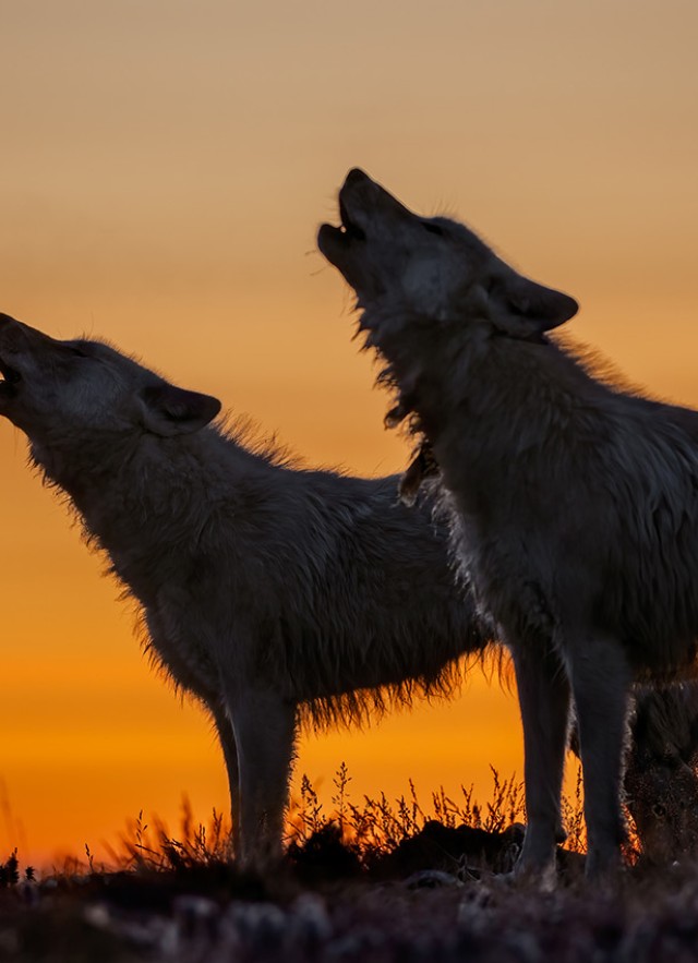 Silhouette of two wolves howling at sunset