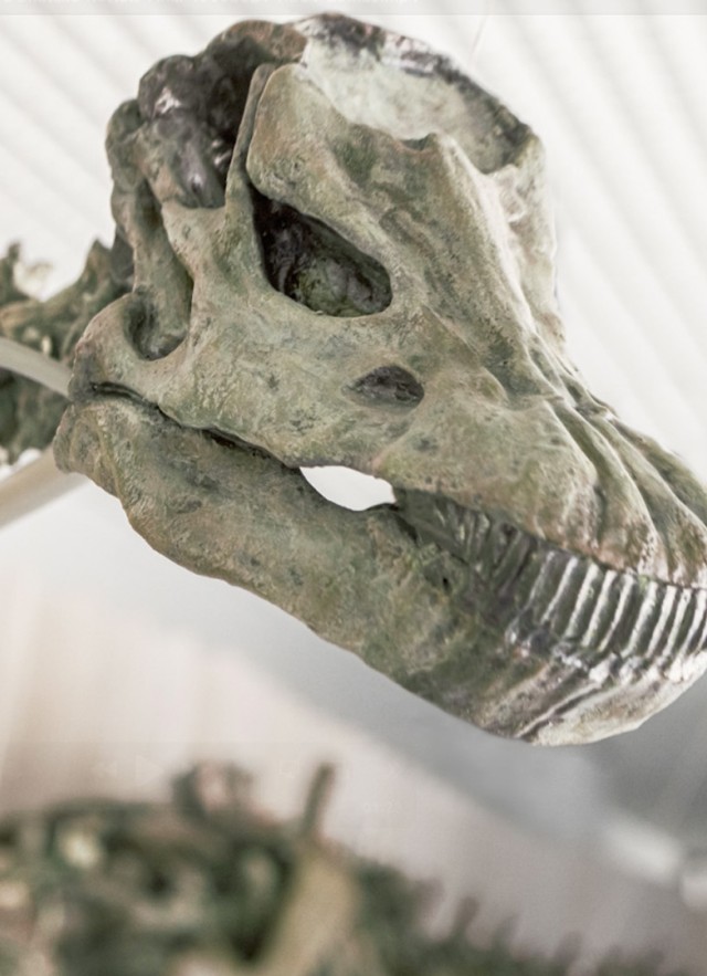 Closeup of light green skeleton head with neck and top of torso in the background