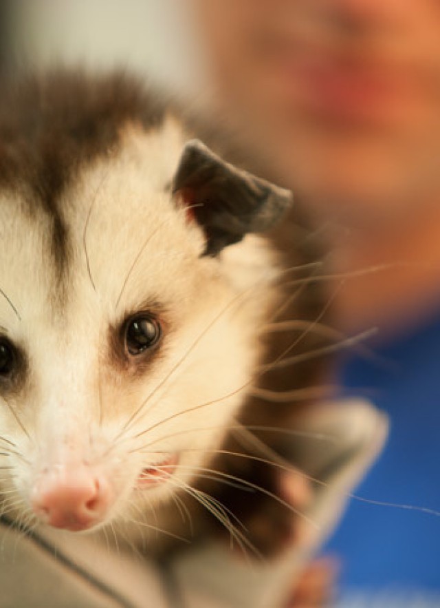 An opossum is held up to the camera by a person who is out of focus in the background. 