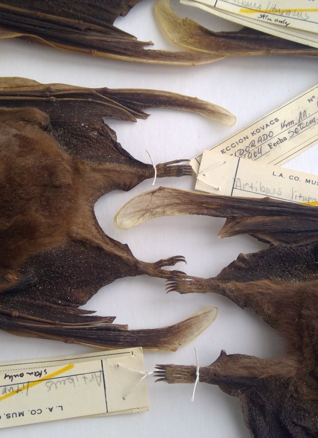 Bat Specimens from the Mammalogy Collection laid back to back with their specimen tags visible