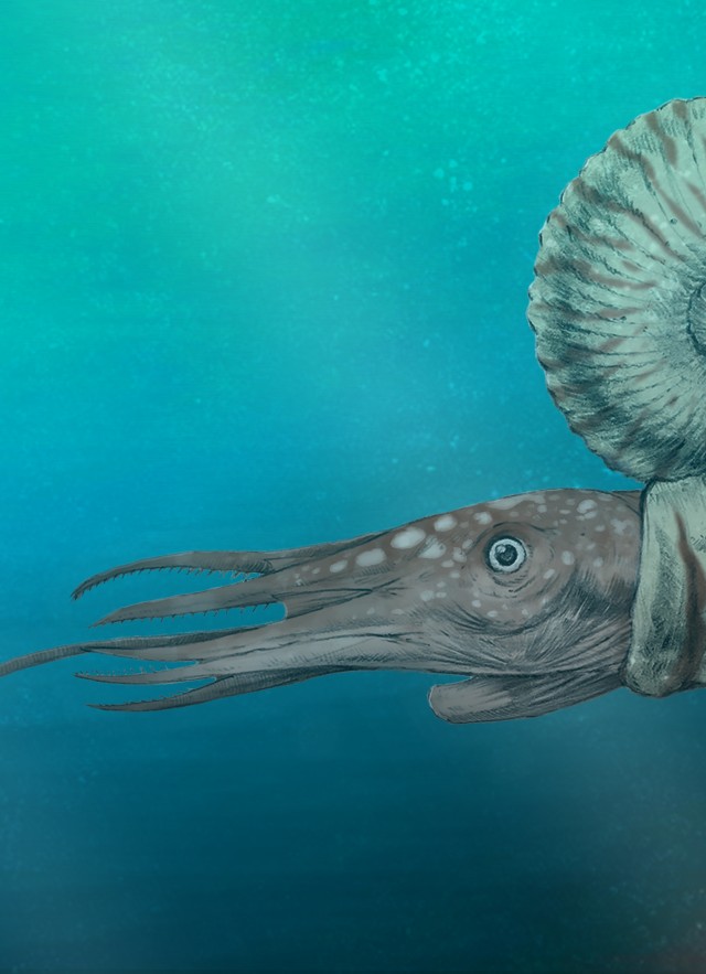 Ammonite reconstruction