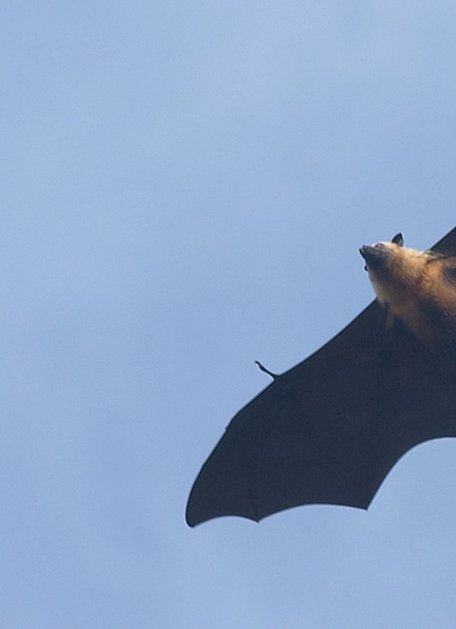 A single bat flying in the sky