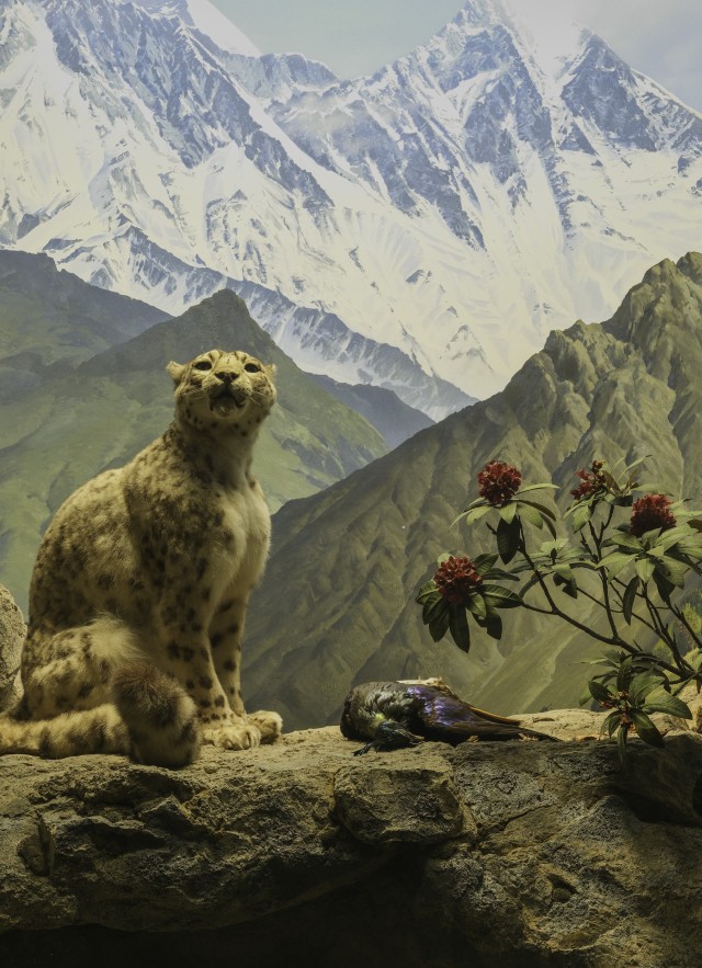 Snowy mountains rise behind a snow leopard sitting with its prey.