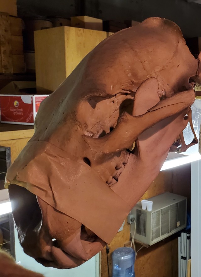 A close up of the skull of a polar bear skeleton